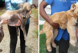 หมาน่ารัก ก่อน หลัง ได้รับการดูแลแปลงโฉม โชคดีจริงๆ  Before-And-After Photos Of Rescued Dogs