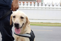 รู้จักหน่วยสุนัขตำรวจที่ช่วยปฏิบัติภารกิจอย่างแข็งขัน กับภารกิจรักษาความปลอดภัยสนามหลวง ใครเห็นต่างพากันชื่นชม