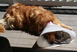 collar แห่งมิตรภาพ สำหรับน้องหมาป่วย กับ เพื่อนแมวที่นอนอยู่เคียงข้าง