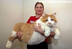 แมวยักษ์ แมวตัวใหญ่ โอ้วว Big Cat
