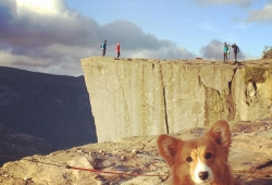 10 น้องหมาคอร์กี้ หมาขาสั้น ตัวเล็ก ตาแบ๊ว ใครเห็นก็รักเอ็นดู จัดไปเซเลปคอร์กี้บน instagram