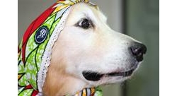 การดูแลน้องหมาวัยทอง