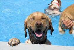 สระว่ายน้ำน้องหมา สนุกกันใหญ่เลยนะ หมาน่ารัก พันธ์ต่างๆ โอ้ว