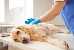 โรคพิษสุนัขบ้า ระบาดหนักทั่วประเทศ โปรดระวัง นำสัตว์เลี้ยงมารับการฉีดวัคซีน ตือนผู้ที่ถูกสัตว์เลี้ยงกัด ให้รีบพบแพทย์ทันที