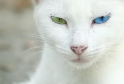 แมวตาสองสี สีฟ้าคราม เขียวมรกต อยากได้สักตัวไหม สวยจริงๆ