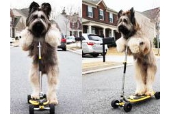 สุดเจ๋ง! หมาโชว์ขี่สกู๊ตเตอร์เหมือนคน