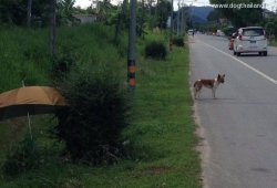 สุนัขถูกทิ้ง รอ เจ้าของที่ภูเก็ต 2 เดือน ไม่ไปไหน แชร์กันสนั่นโลกโซเซียล