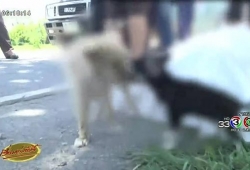 คนรักหมาควรระวัง ลุงกับภรรยาเดินสายไหว้พระ สุนัขโดดข้ามเบาะ ก้มอุ้มรถเสียหลักตกคูน้ำ ภรรยาเสียชีวิต