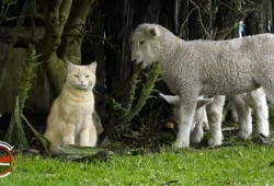 เจ้า Steve แมวในนิวซีแลนด์ใช้ชีวิตอยู่กับฝูงลูกแกะ จนต่างคิดว่าเป็นพวกเดียวกัน ดูท่าลูกแกะจะเป็นทาสแมวนะ