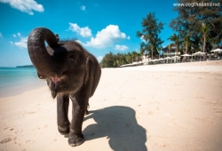ภาพช้างน่ารักๆ เล่นน้ำทะเล น่าเอ็นดู  Fun and Cuteness of Baby Elephant on Beach.