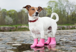 สุนัขเปียกฝน โดนฝน จะป่วยเหมือนคนไหม ? สุนัขเป็นไข้หวัด จะมีอาการอย่างไร
