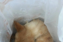 เจ้าของสุนัข สุดเศร้า เจ้าหน้าที่เกาหลีใต้ยิงหมาตาย หลังหายในสนามบินอินชอน ประเทศเกาหลีใต้