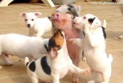 Puppies dog and pig photography ว้าวว เพื่อนรักต่างสายพันธ์