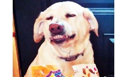 สุดฮิต! คลิปน้องหมา ลาบราดอร์ สำนึกผิด