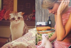 สัตว์เลี้ยงดารา Taylor Swift กับน้องแมว ดูสิน่ารักแค่ไหน สวยแล้วยังรักสัตว์ด้วยเมี๊ยว