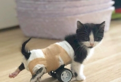 ลูกแมวน่ารักขาหลังพิการ ดีใจสุดๆ ได้วีลแชร์ วิ่งเล่นตลอดเวลาเหมือนได้เกิดใหม่