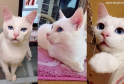 แมวน่ารัก เจ้าแมวเหมี๋ยว ที่หลับได้ "น่าเกลียด" ที่สุดในญี่ปุ่น