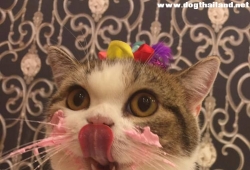 แมวน่ารัก ภาพแมวกินเค้กได้น่าอร่อยมากๆ แชร์กันสนั่น