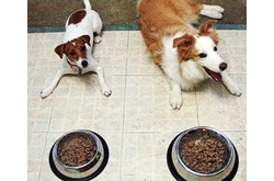 วิธีการให้อาหารสุนัข แบบถูกวิธี