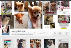 อั้ม พัชราภา เปิด IG aum_bokbok_lover ช่วยหมา-แมว ตามหาเจ้าของ รักษา โอ้วสุดยอด