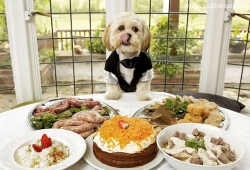 อาหารคนกับอาหารน้องหมา ต่างกันมั้ย สุนัขสัตว์เลี้ยงกินได้เหมือนคนไหม มีคำตอบ