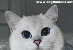 แมวน่ารัก โคบี้ แมวดวงตาสวยที่สุดในโลก สวยจนต้องตกตะลึง