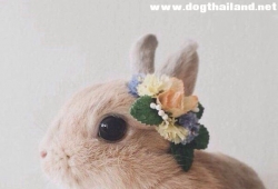 มงกุฎดอกไม้ กับ กระต่ายน้อย ตากลม เข้ากันมากๆ น่ารัก