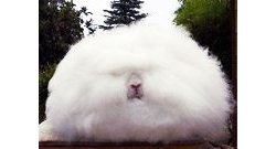กระต่ายขนยาวที่สุดในโลก โอ้ว
