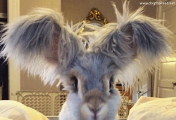 Wally กระต่าย ที่มีหูเหมือนปีกนางฟ้า ดังสุดๆ ใน Instagram ตอนนี้ น่ารักมากๆ