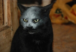 แมวดำ จอมซนตกไปยังแป้ง ทำให้หน้าตาเป็นแบบนี้ หลอนเลย เจ้าของรีบเลยถ่ายเก็บไว้