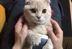 เคสแมว "อูรุ" แมวเหมียวพันธุ์สก็อตติชโฟลด์ที่ชอบกอดไอโฟนเจ้าของจนเหมือนเป็นเคสโทรศัพท์ขนฟู