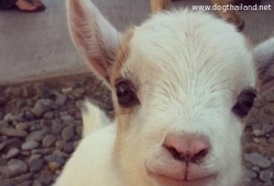 Baby goat so cute