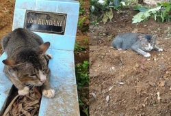 แมวมานอนเฝ้าหลุมศพเจ้าของนานนับปี ไม่ไปไหน จนชาวบ้านอินโดฯเห็นภาพต่างประทับใจ มีคนรับเลี้ยงแต่ก็ไม่ยอม