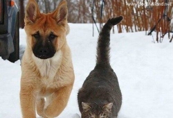 Friends... dog and cat รูปสุนัข แมว เพื่อนรักกัน