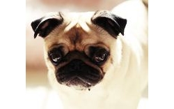 แบบนี้ก็มี! จับสุนัขเรียกค่าไถ่ ระบาดที่ขอนแก่น