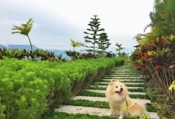 พาหมาเที่ยว เขาค้อ อคีรีณยา Akirynya Resort เขาค้อ จ.เพชรบูรณ์ ดีงาม รีวิวที่พักหมาพักได้ บรรยากาศดีสมคำร่ำลือจริงๆ