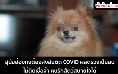พ้นข้อกล่าวหา! สุนัขฮ่องกงต้องสงสัยติด COVID ผลตรวจเป็นลบ ไม่ติดเชื้อจ้า คนรักสัตว์สบายใจได้