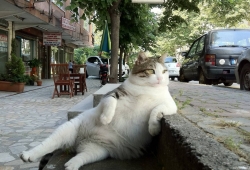 แมวน่ารัก นั่งแบบแมวๆ Cute Cats sitting like Human