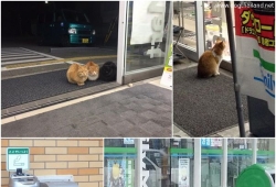 แมวน่ารัก ของญี่ปุ่น ไม่ยอมล้ำเส้นเข้าร้านสะดวกซื้อ เพราะ !