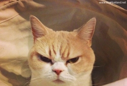 โคยูกิจัง แมวหน้าบึ้ง หน้าบูดไปไหน ใครเห็นก็เอ็นดู จากญี่ปุ่น