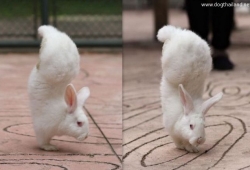 กระต่ายน้อยพิการ แต่ใจสู้ เดินได้แม้ขาหลังพิการ คนเห็นถึงกับอึ้งในความน่ารัก
