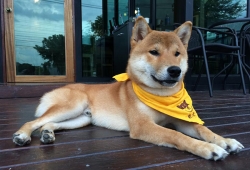 คาเฟ่น้องหมา ร้านกาแฟต้อนรับน้องหมา สุดน่ารักในเมืองไทย
