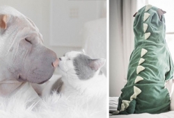 Shar Pei กับแมว เพื่อนที่ดีที่สุด ของกันและกัน กับภาพสวยสุดๆ ของภาพถ่ายสัตว์เลี้ยง