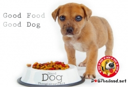 อาหารสุนัขแบ่งตามช่วงอายุ กับสูตรอาหารเสริม