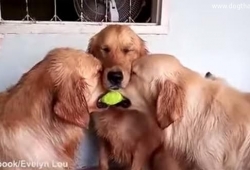 น้องหมาโกลเด้นแย่งลูกบอล ลูกเดียวกัน ที่น่ารักที่สุดในโลก