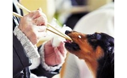 ผู้รอดชีวิตกับสัตว์เลี้ยงแสนรัก ในสึนามิ ญี่ปุ่น