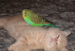 เพื่อนรัก ต่างสายพันธุ์  แมว กับ นกแก้ว สีเขียวแสนน่ารัก Cute & unbelievable Friendship