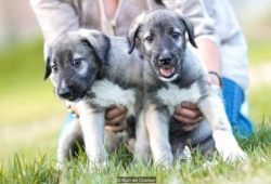 สุนัขฝาแฝดแท้คู่แรกของโลก เหมือนกันเป๊ะยัน DNA แถมหน้าตาน่ารักอีกต่างหาก
