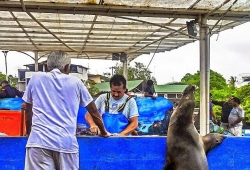 สิงโตทะเลขึ้นมาขอปลาทูน่าจากพ่อค้าปลา จนเกิดภาพน่ารักน่าชังแบบนี้