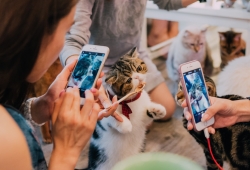 คาเฟ่แมว กรุงเทพ ใหม่ๆ ทาสแมว ต้องห้ามพลาด อัพเดท 2018